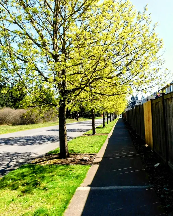Tree-lined concrete sidewalk beside a wooden fence