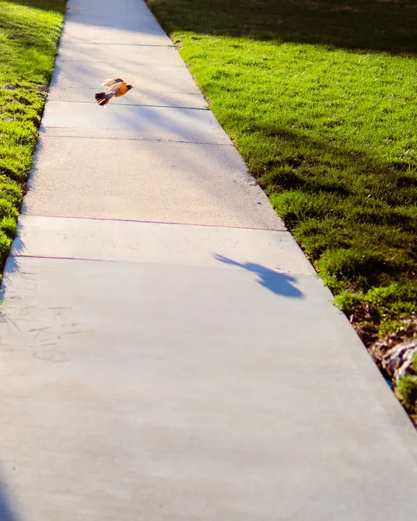 Clean concrete walkway crossing a green lawn